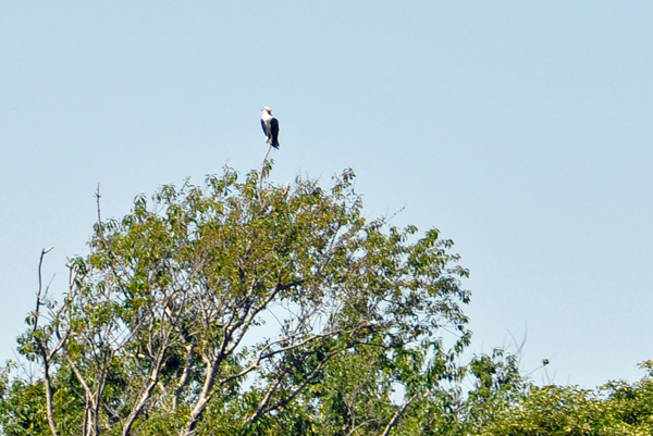 Osprey in a tree